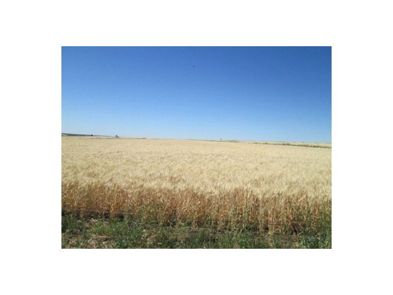 “Blue Poles”, Bellata NSW 2397