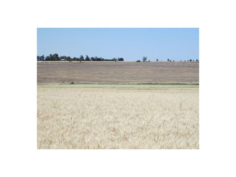 “Blue Poles”, Bellata NSW 2397