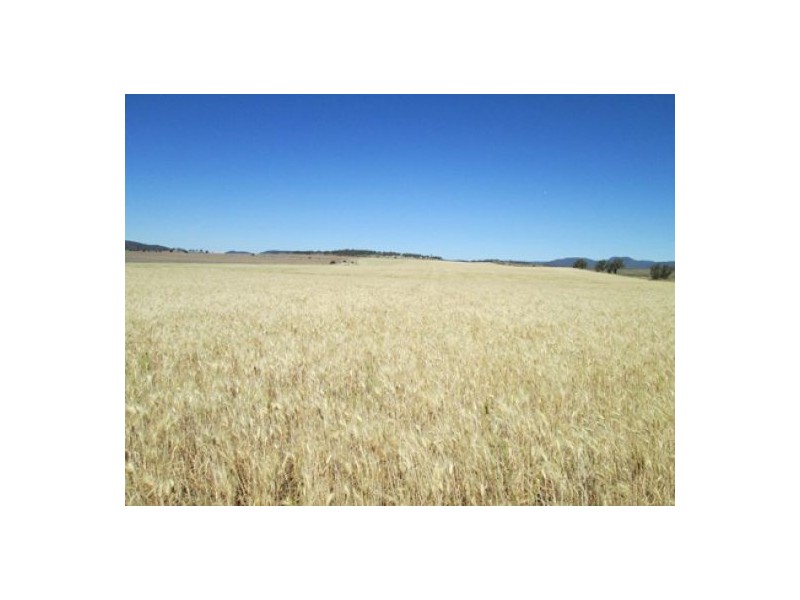 “Blue Poles”, Bellata NSW 2397