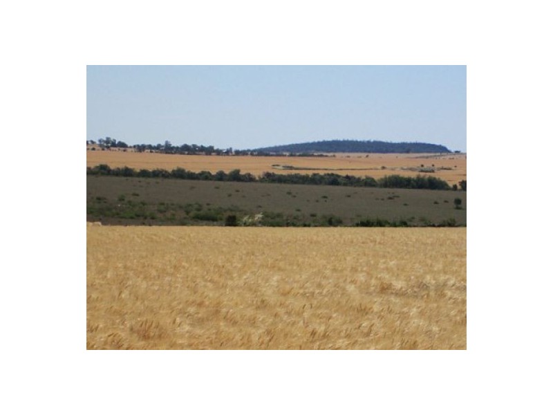 “Blue Poles”, Bellata NSW 2397