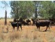 Moree NSW 2400