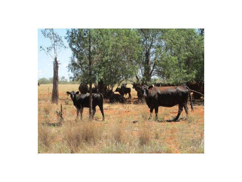 Moree NSW 2400