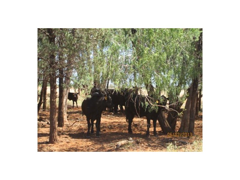 Moree NSW 2400