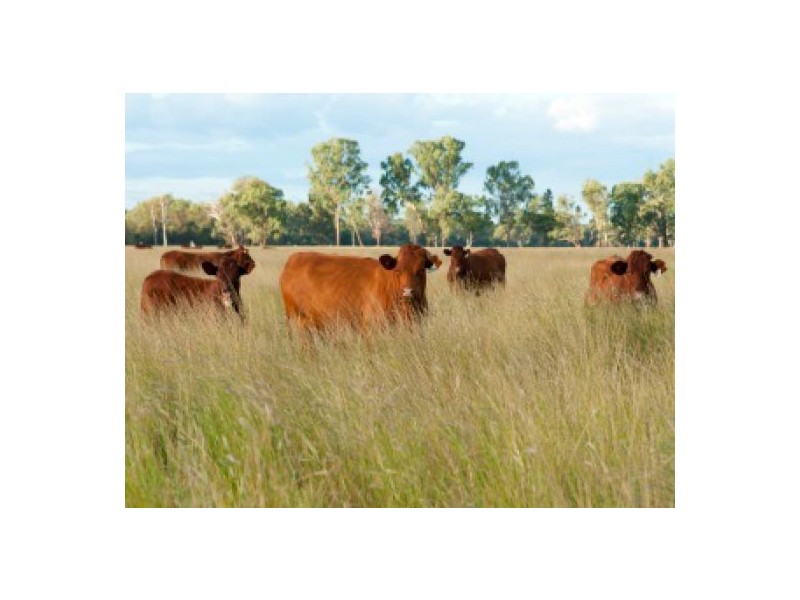 “Bluevale” & “Irragappa”, Bellata NSW 2397