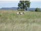 “Esmadale”, Warialda NSW 2402