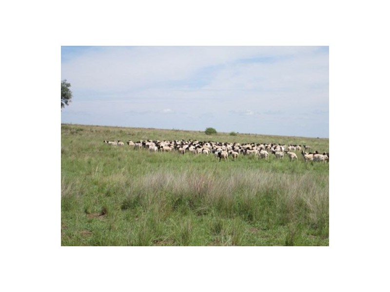 “Esmadale”, Warialda NSW 2402