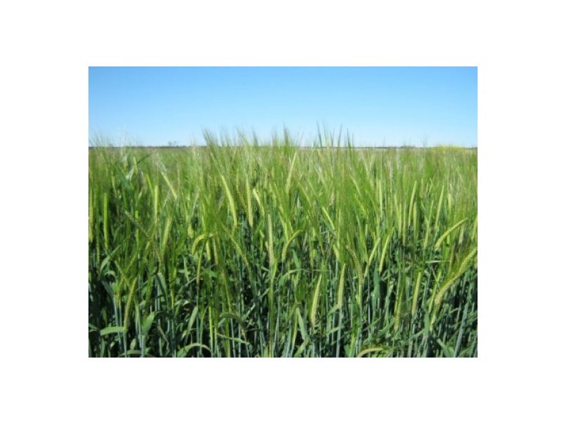 “Wheni”, Moree NSW 2400