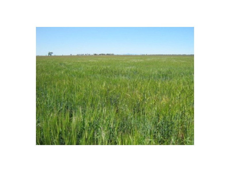 “Wheni”, Moree NSW 2400