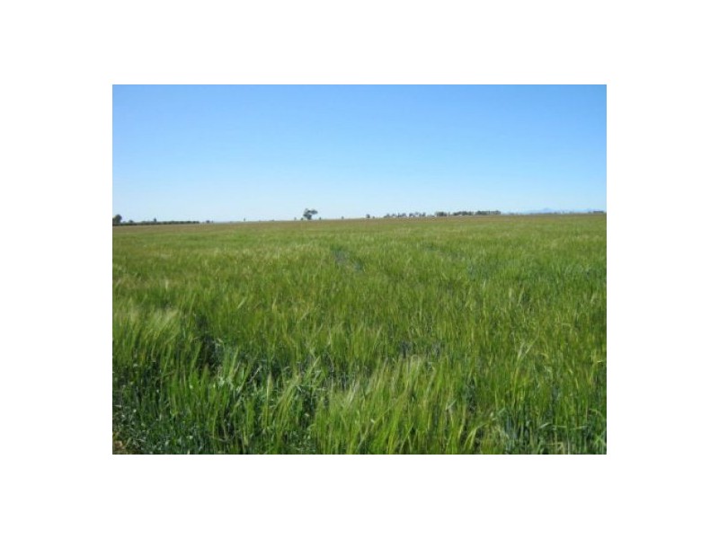 “Wheni”, Moree NSW 2400