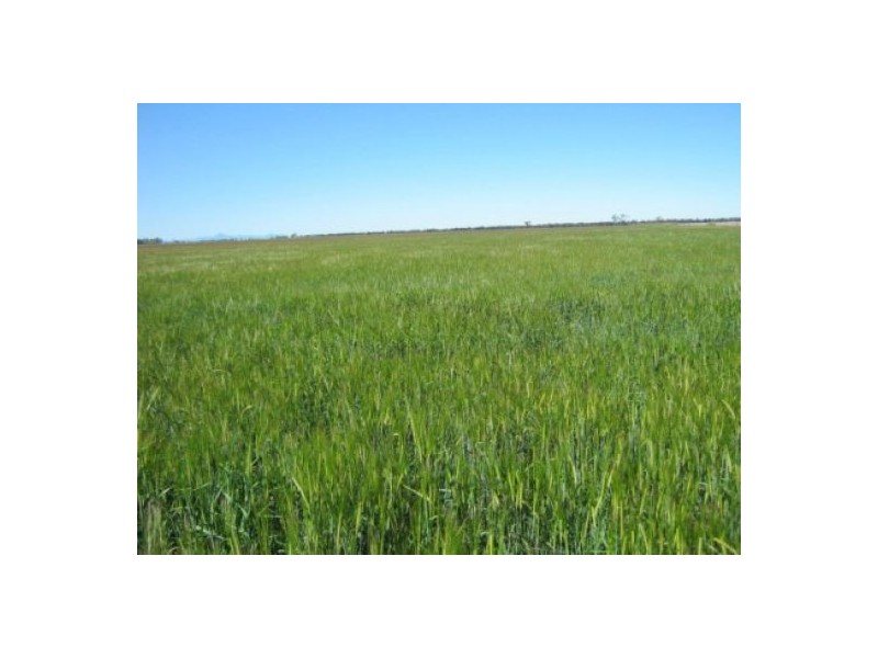 “Wheni”, Moree NSW 2400