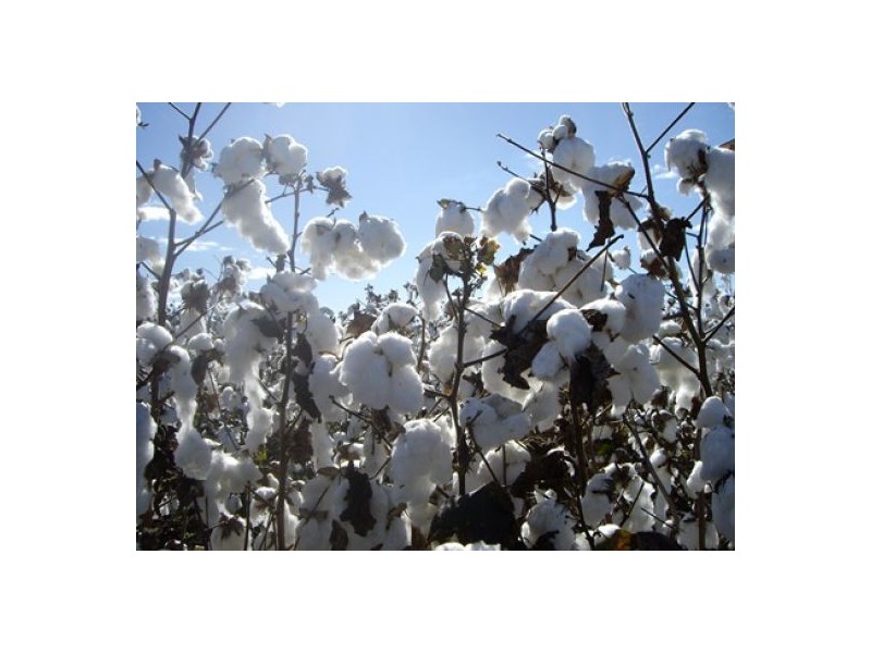 “Erinvale”, Moree NSW 2400