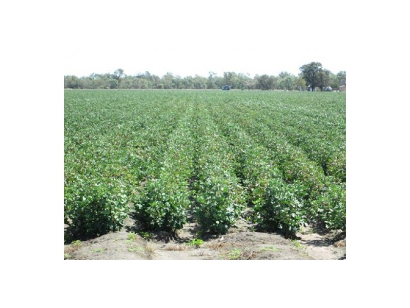 “Erinvale”, Moree NSW 2400