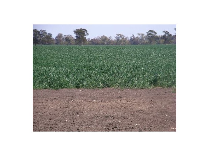 “Erinvale”, Moree NSW 2400