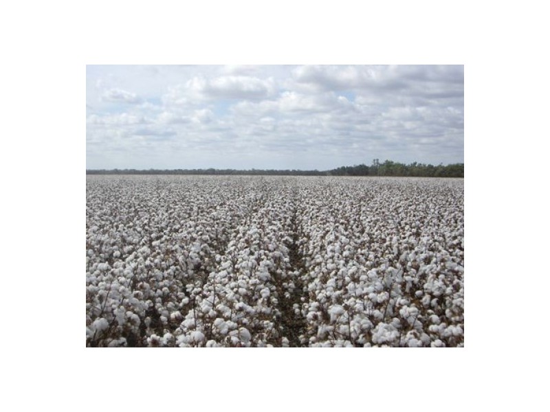 “Erinvale”, Moree NSW 2400