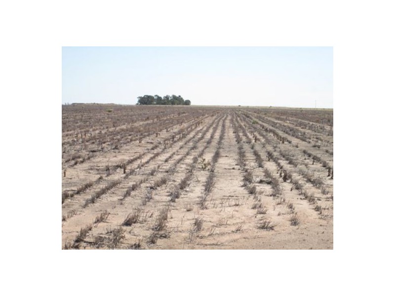 “Barton Plains”, Moree NSW 2400