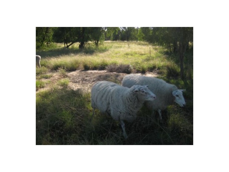 “North Bimble”, Pallamallawa NSW 2399