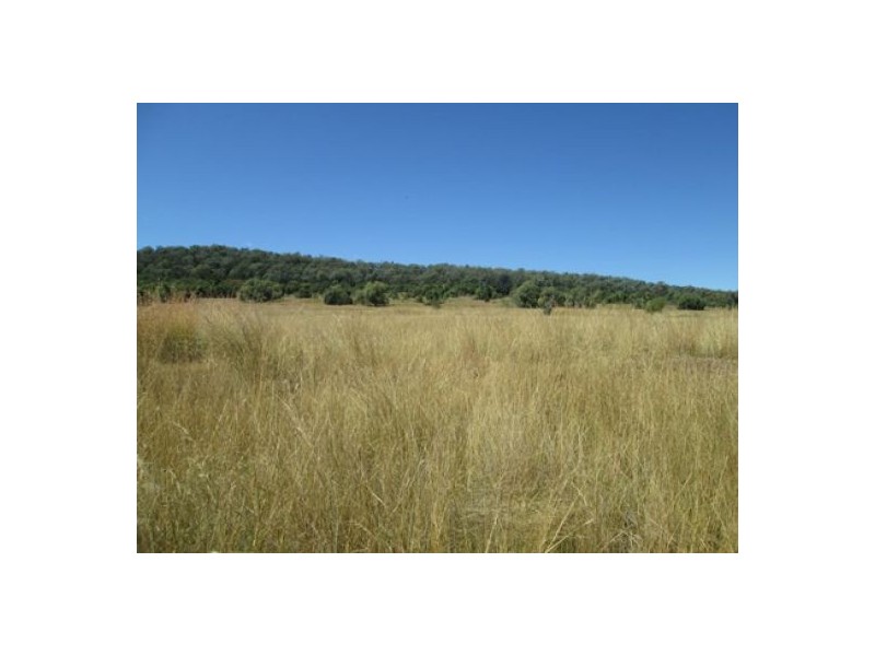 “Gunna Gumpy”, Delungra NSW 2403