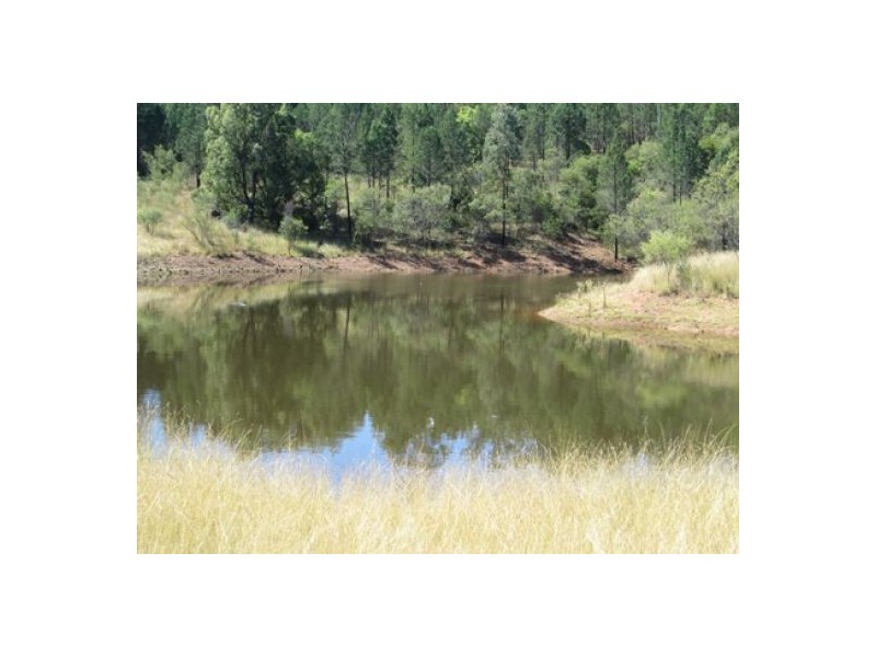 “Gunna Gumpy”, Delungra NSW 2403