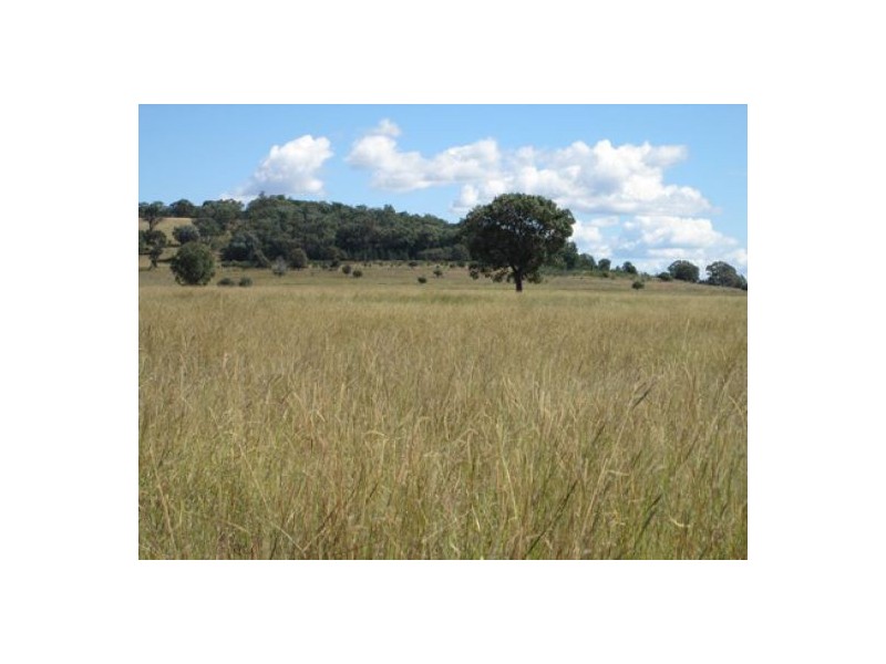 “Gunna Gumpy”, Delungra NSW 2403