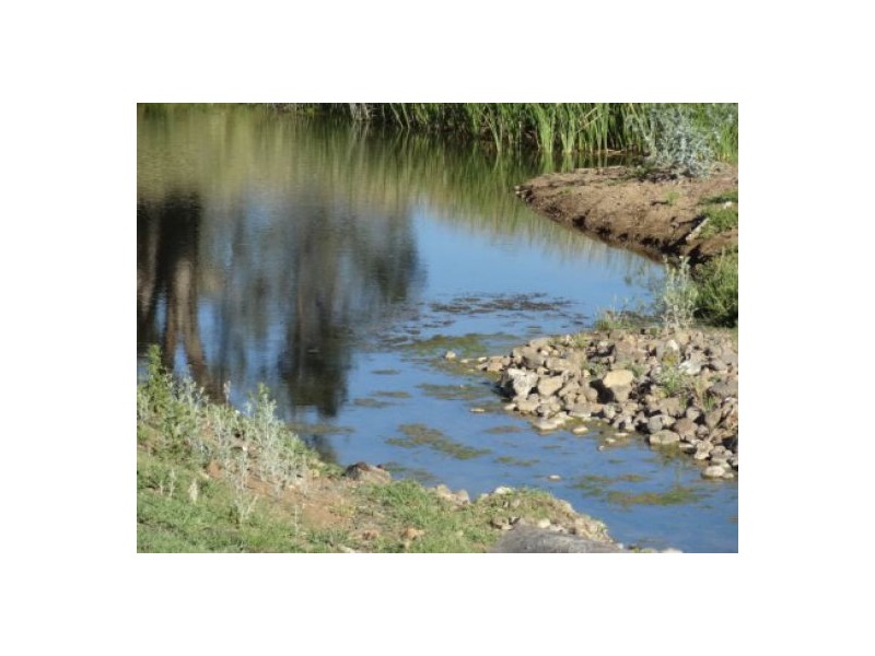 “Gunna Gumpy”, Delungra NSW 2403