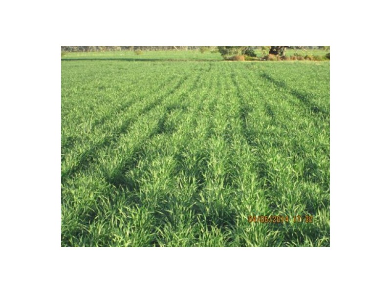 “Crinolyn”, Moree NSW 2400