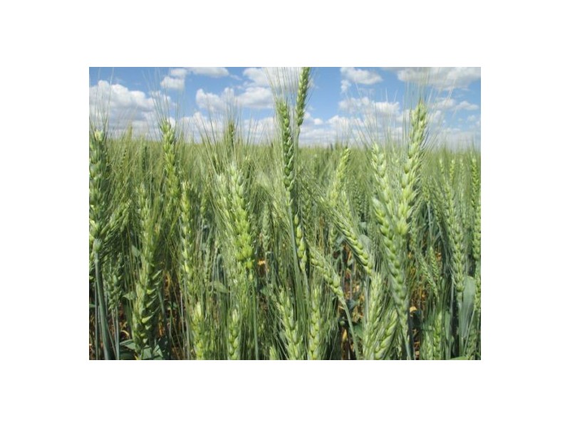 Gragin Peak Aggregation, Delungra NSW 2403