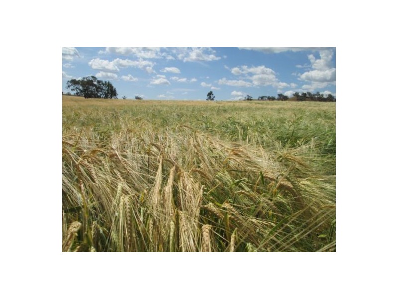 Gragin Peak Aggregation, Delungra NSW 2403