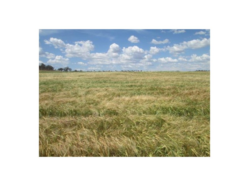 Gragin Peak Aggregation, Delungra NSW 2403