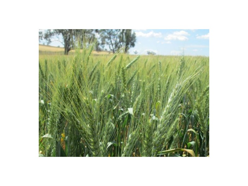 Gragin Peak Aggregation, Delungra NSW 2403