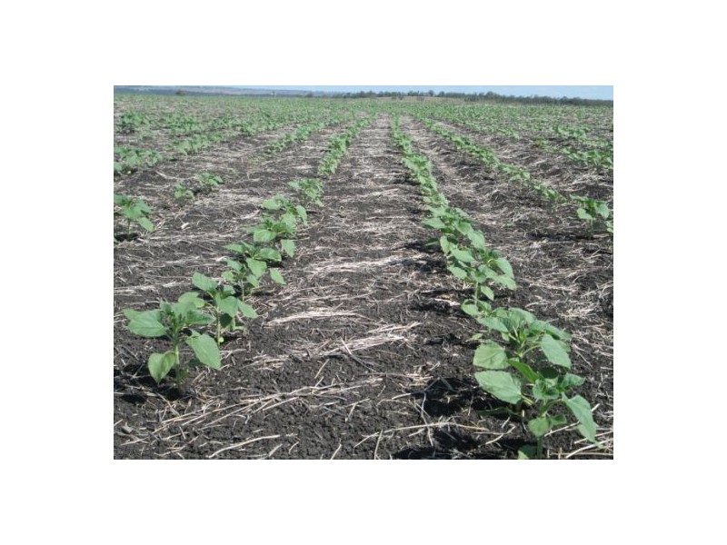 Gragin Peak Aggregation, Delungra NSW 2403