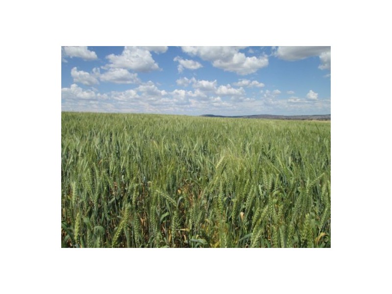 Gragin Peak Aggregation, Delungra NSW 2403