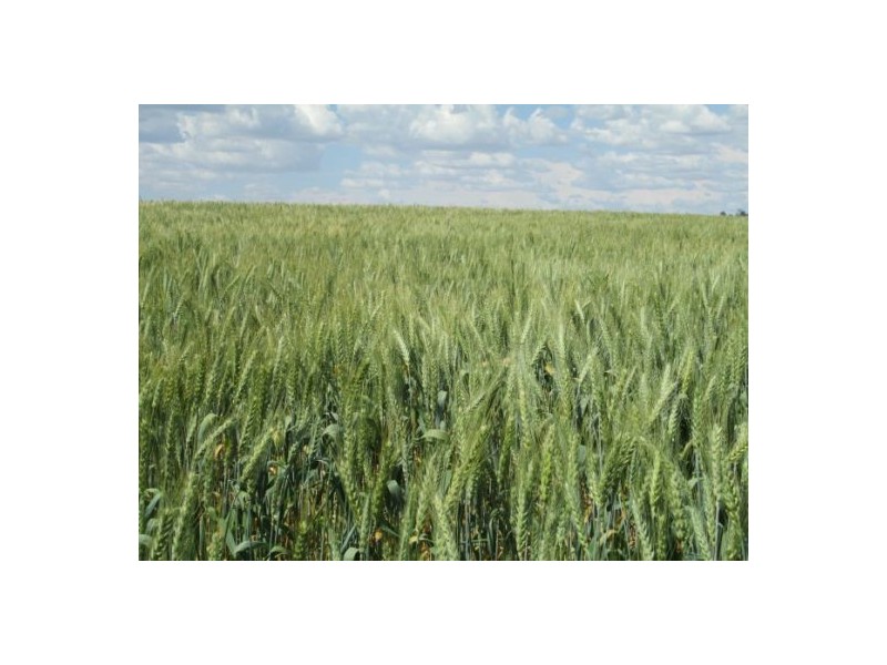 Gragin Peak Aggregation, Delungra NSW 2403