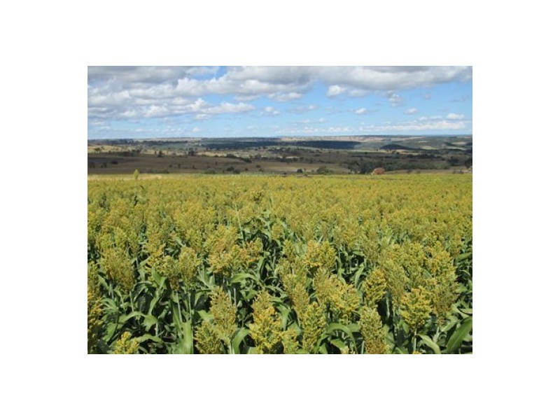 Gragin Peak Aggregation, Delungra NSW 2403