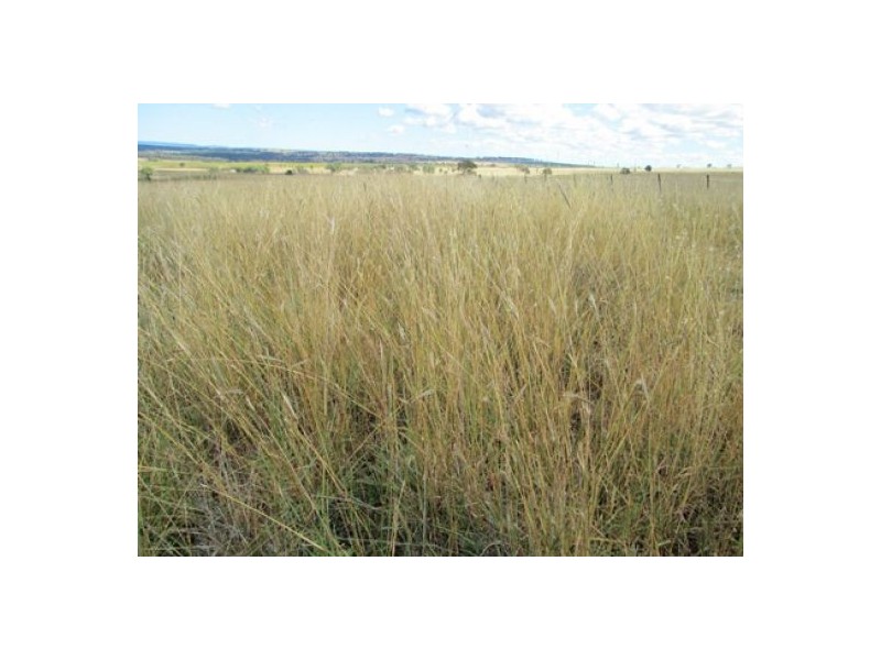 Gragin Peak Aggregation, Delungra NSW 2403