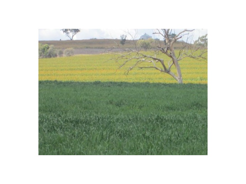 Gragin Peak Aggregation, Delungra NSW 2403