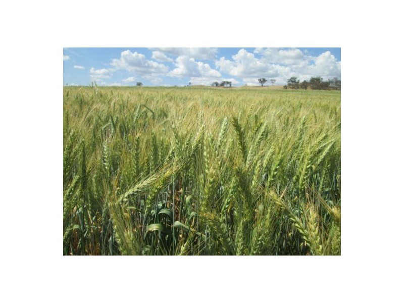 Gragin Peak Aggregation, Delungra NSW 2403