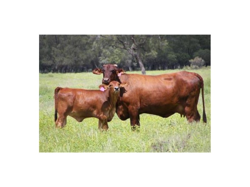 “Glenara”, Mungindi NSW 2406