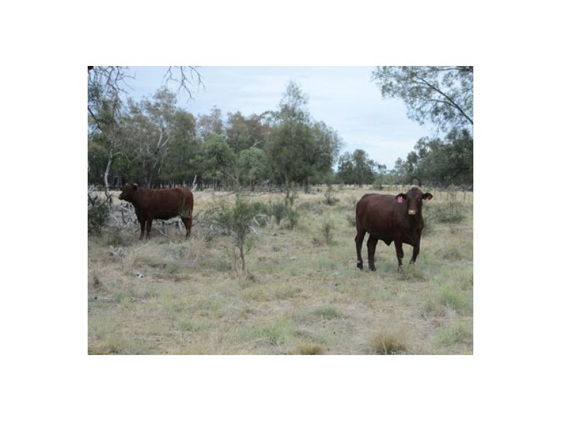 “Glenara”, Mungindi NSW 2406