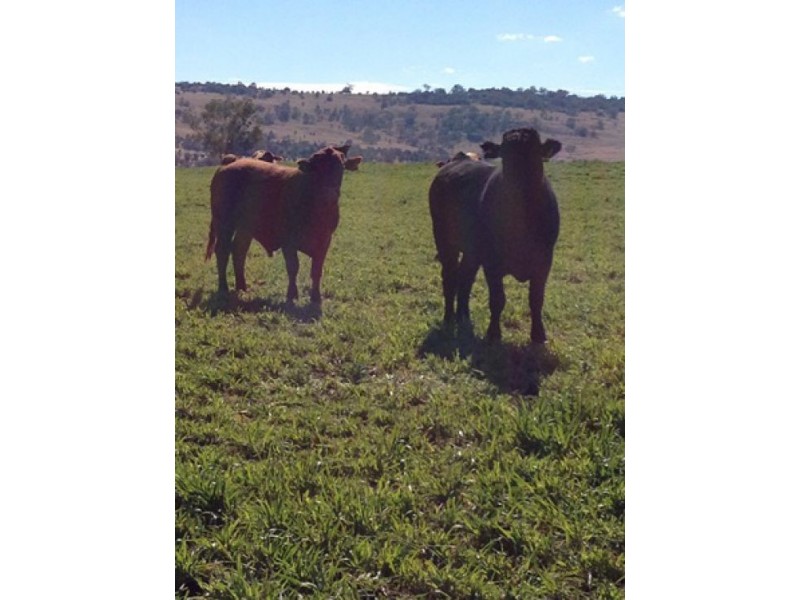 “Westholme”, Warialda NSW 2402