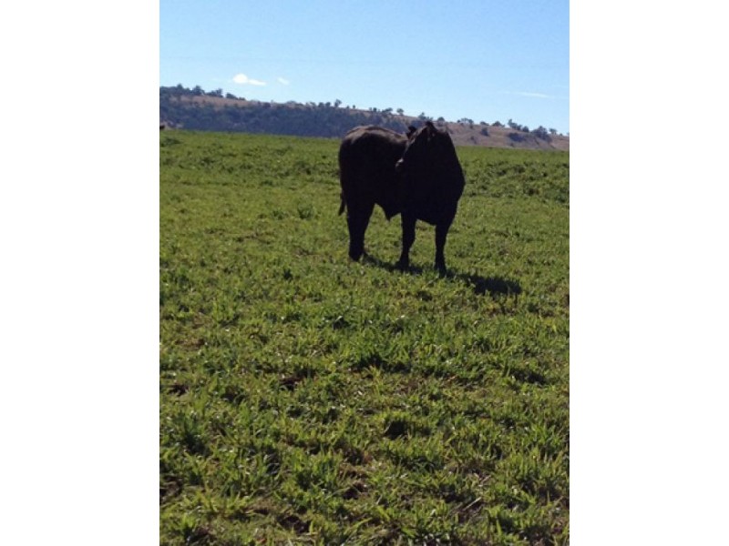 “Westholme”, Warialda NSW 2402