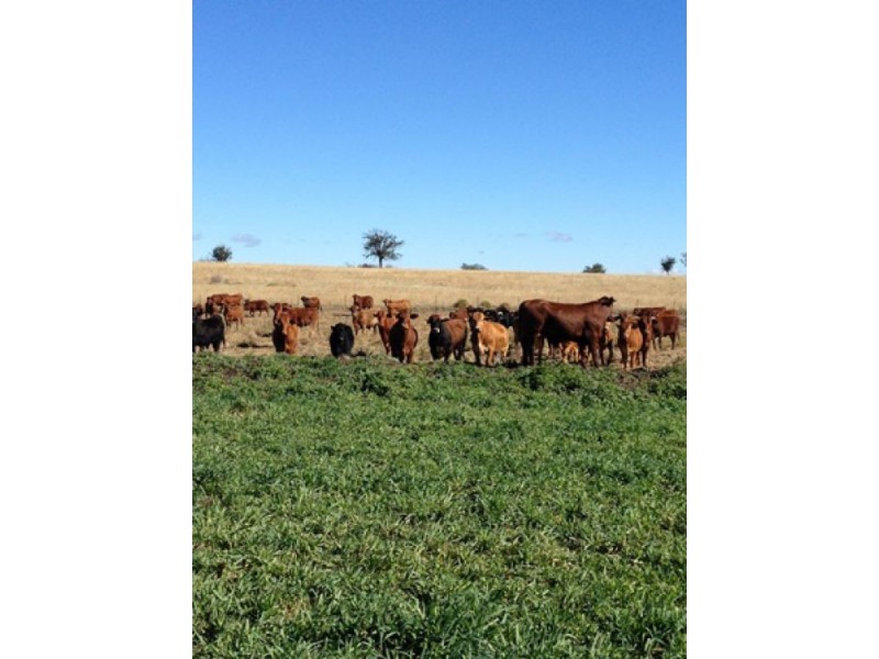 “Westholme”, Warialda NSW 2402