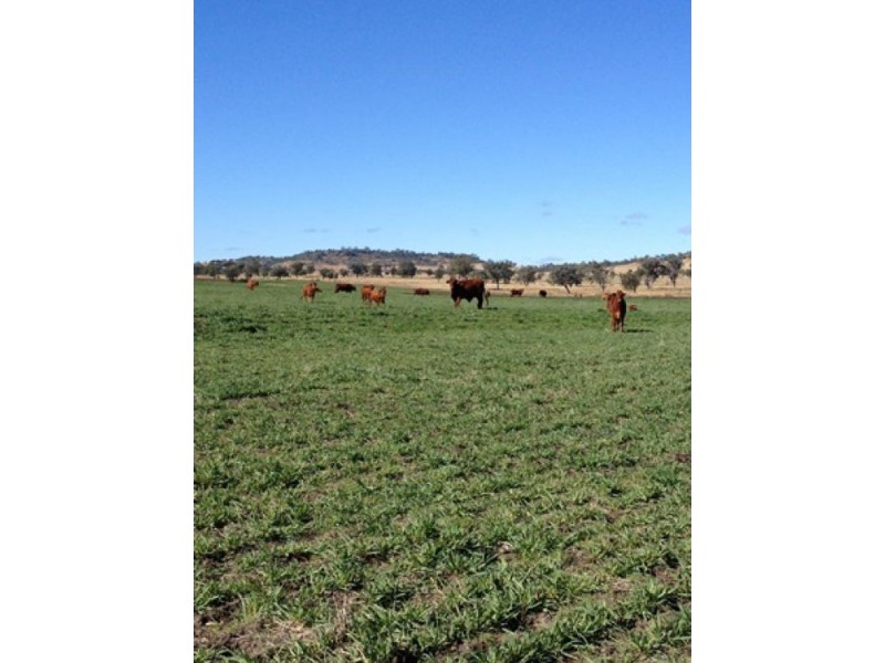 “Westholme”, Warialda NSW 2402