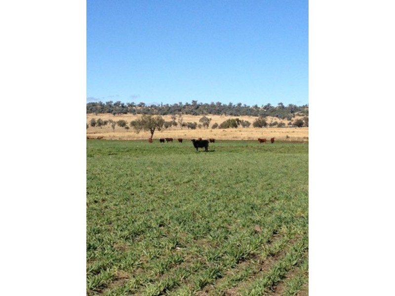 “Westholme”, Warialda NSW 2402