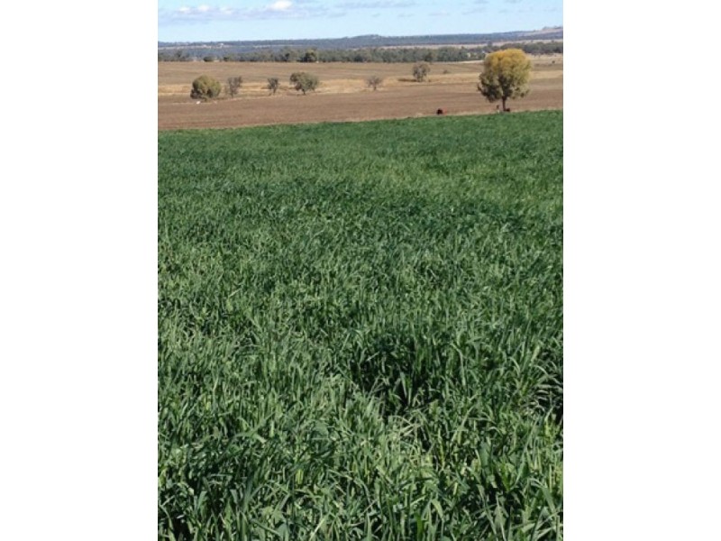 “Westholme”, Warialda NSW 2402