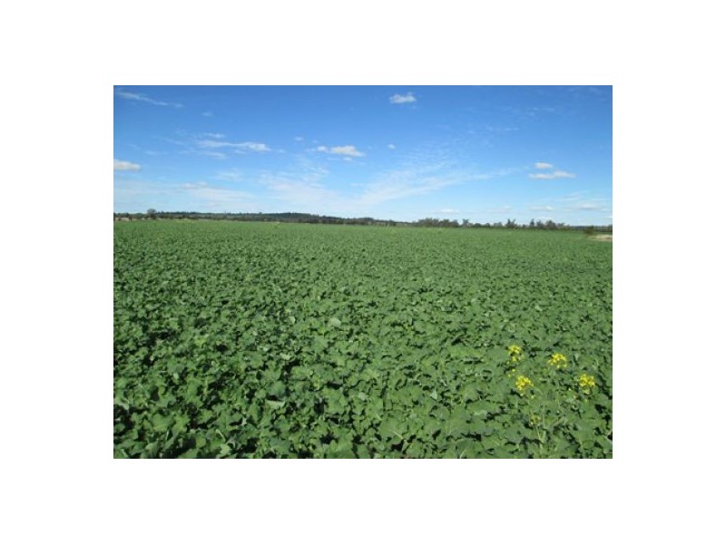 “Rawdon” and Part “Dunnollie”, Croppa Creek NSW 2411