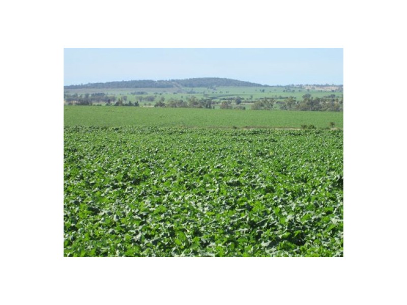 “Rawdon” and Part “Dunnollie”, Croppa Creek NSW 2411