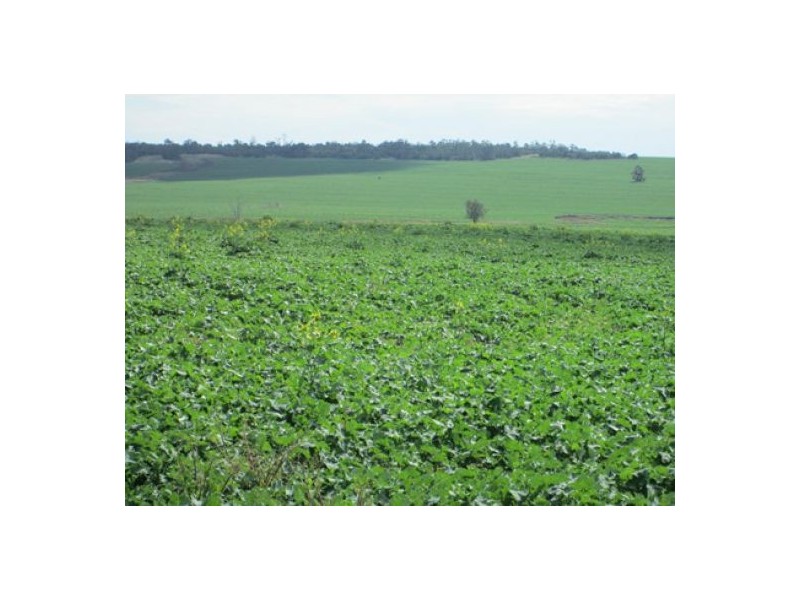 “Rawdon” and Part “Dunnollie”, Croppa Creek NSW 2411