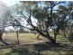 Lot 11 Tarrawingee Road, Moree NSW 2400
