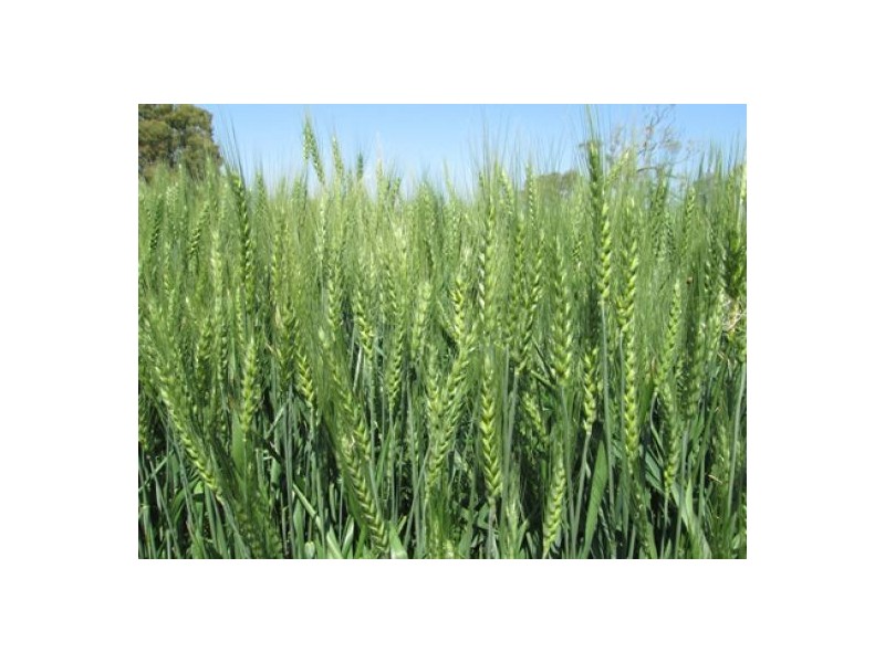 “Boomerang”, Bellata NSW 2397