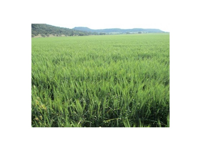 “Boomerang”, Bellata NSW 2397